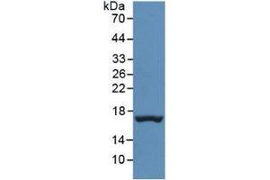 Western Blotting (WB) image for Transthyretin (TTR) ELISA Kit (ABIN6574196)