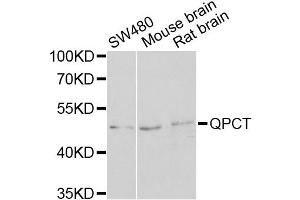 Western blot analysis of extracts of various cell lines, using QPCT antibody (ABIN2564834) at 1:1000 dilution. (QPCT Antikörper)