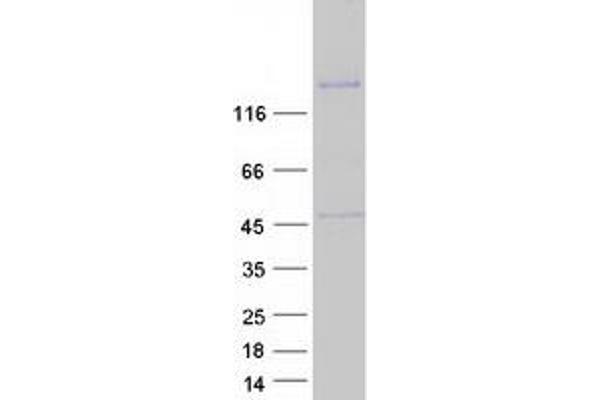 KIAA0319 Protein (KIAA0319) (Myc-DYKDDDDK Tag)