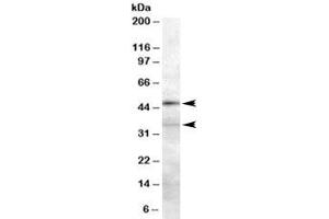 Western blot testing of 293 lysate with PLAU antibody at 0. (PLAU Antikörper)