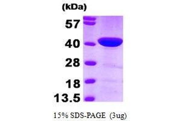 CAPG Protein (AA 1-348)