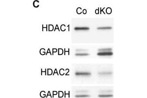 Western Blotting (WB) image for anti-Histone Deacetylase 1 (HDAC1) antibody (ABIN2854776)