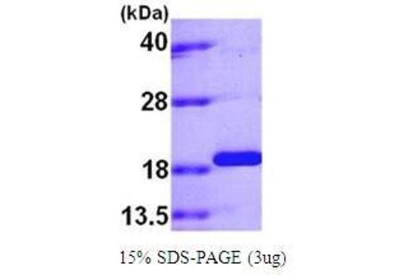 PPIL1 Protein (AA 1-166) (His tag)