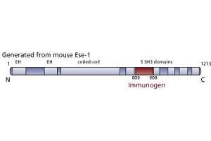 Image no. 3 for anti-Dynamin Associated Protein 160 (DAP160) (AA 800-909) antibody (ABIN968598) (Dynamin Associated Protein 160 (DAP160) (AA 800-909) Antikörper)