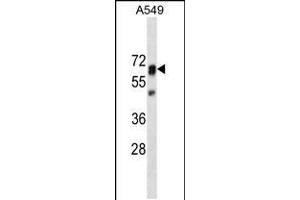 PTPN11 Antibody (ABIN659154 and ABIN2843774) western blot analysis in A549 cell line lysates (35 μg/lane). (PTPN11 Antikörper)