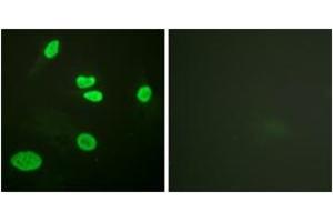 Immunofluorescence (IF) image for anti-Histone 3 (H3) (H3K9ac) antibody (ABIN2890729) (Histone 3 Antikörper  (H3K9ac))