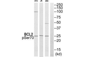 Western Blotting (WB) image for anti-B-Cell CLL/lymphoma 2 (BCL2) (pSer70) antibody (ABIN1847834) (Bcl-2 Antikörper  (pSer70))