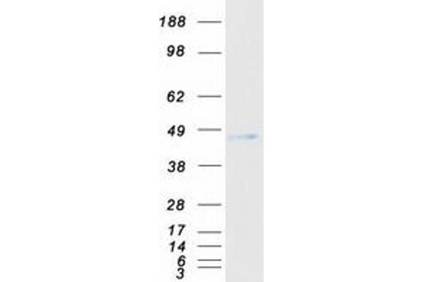 NPDC1 Protein (Myc-DYKDDDDK Tag)