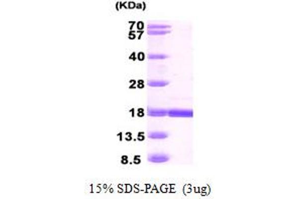 RBP7 Protein (AA 1-134) (His tag)