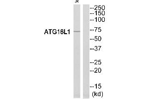 Western blot analysis of extracts from Jurkat cells, using ATG16L1 antibody. (ATG16L1 Antikörper  (Internal Region))