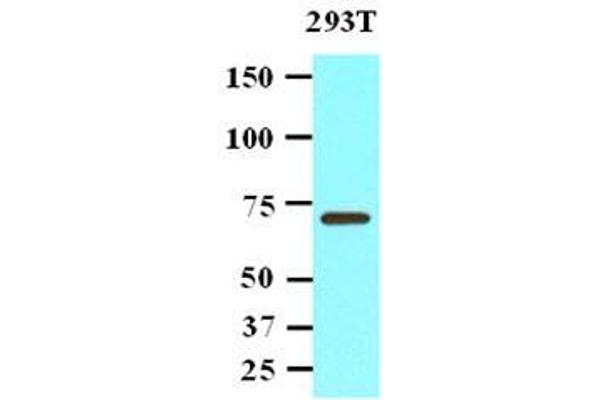 PPM1G Antikörper  (AA 317-546)