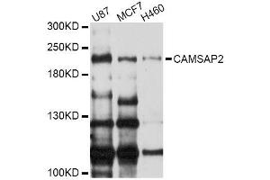 Western blot analysis of extracts of various cell lines, using CAMSAP2 Antibody (ABIN5996416) at 1/1000 dilution. (CAMSAP2 Antikörper)