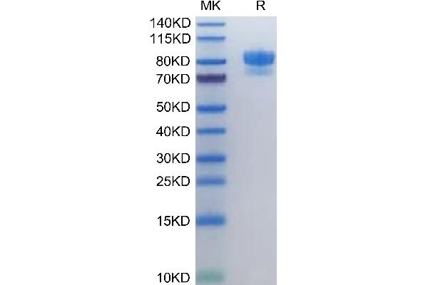 SIRPA Protein (AA 31-370) (Fc Tag)