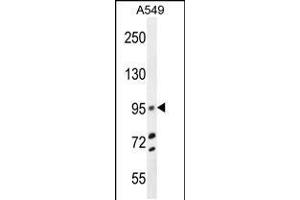 Western blot analysis in A549 cell line lysates (35ug/lane). (TRIM9 Antikörper  (C-Term))