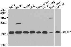 Western blot analysis of extracts of various cell lines, using COX4I1 antibody. (COX IV Antikörper)