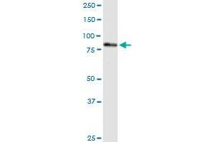 PNPT1 MaxPab rabbit polyclonal antibody. (PNPT1 Antikörper  (AA 1-783))