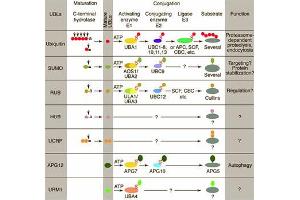 Conjugation pathways for ubiquitin and ubiquitin-like modifiers (UBLs). (Urm1 Antikörper)