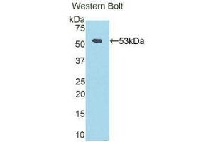 Western Blotting (WB) image for anti-Fibrinogen beta Chain (FGB) (AA 45-491) antibody (Biotin) (ABIN1174350) (Fibrinogen beta Chain Antikörper  (AA 45-491) (Biotin))