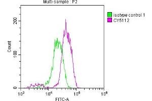 Overlay histogram showing Jurkat cells stained with ABIN7127467 (red line) at 1:50. (Rekombinanter EGFR Antikörper)