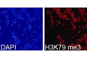 Immunofluorescence (IF) image for anti-Histone 3 (H3) (H3K79me3) antibody (ABIN1873008) (Histone 3 Antikörper  (H3K79me3))