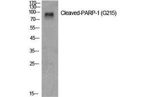 Western Blot analysis of Jurkat cells using Cleaved-PARP1 (G215) Polyclonal Antibody at dilution of 1:500. (PARP1 Antikörper  (Cleaved-Gly215))