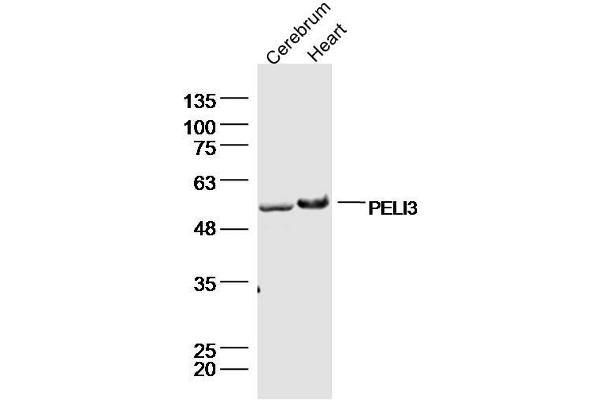 Pellino 3 Antikörper  (AA 301-400)