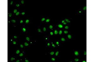 Immunofluorescence analysis of MCF7 cells using MORF4L1 antibody. (MORF4L1 Antikörper  (AA 1-100))