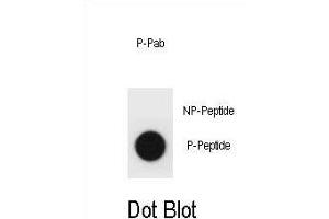 Dot blot analysis of mouse TSC1 Antibody (Phospho ) Phospho-specific Pab (ABIN1881918 and ABIN2839929) on nitrocellulose membrane. (TSC1 Antikörper  (pThr1043))