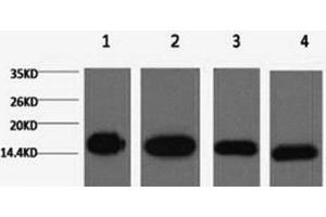 Western Blot analysis of 1) Hela, 2) Raw264. (Histone 3 Antikörper)