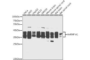 Western blot analysis of extracts of various cell lines, using hnRNP  antibody (2446) at 1:1000 dilution. (HNRNPA1 Antikörper  (AA 1-140))