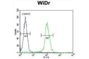 Flow Cytometry (FACS) image for anti-Brain Expressed, X-Linked 1 (BEX1) antibody (ABIN2995790) (BEX1 Antikörper)