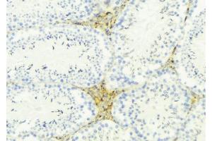 ABIN6274858 at 1/100 staining Mouse testis tissue by IHC-P. (Apolipoprotein L 4 Antikörper)