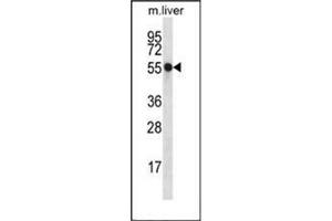 Western blot analysis of Nucleoredoxin Antibody (Center) in mouse liver tissue lysates (35ug/lane). (NXN Antikörper  (Middle Region))