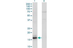 Western Blot analysis of AGR2 expression in transfected 293T cell line by AGR2 monoclonal antibody (M05A), clone 1C9. (AGR2 Antikörper  (AA 1-175))
