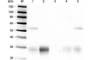 Western Blot of Anti-Rabbit IgG F(ab')2 (GOAT) Antibody . (Ziege anti-Kaninchen IgG (F(ab')2 Region) Antikörper - Preadsorbed)