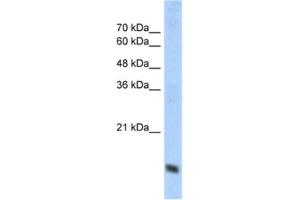 Western Blotting (WB) image for anti-Cytochrome C Oxidase Subunit IV Isoform 1 (COX4I1) antibody (ABIN2462631) (COX IV Antikörper)