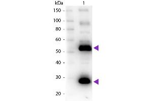 Western Blotting (WB) image for Goat anti-Human IgG (Heavy & Light Chain) antibody (Biotin) - Preadsorbed (ABIN101529)