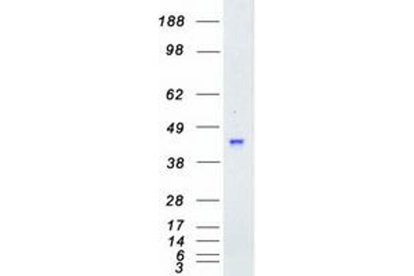 MAPKAP Kinase 3 Protein (Myc-DYKDDDDK Tag)