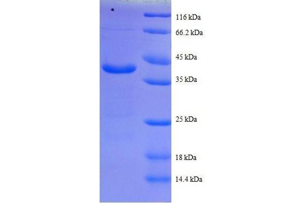 COX5A Protein (AA 42-150, full length) (GST tag)