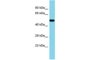 Host: Rabbit Target Name: SLC35E1 Sample Type: 293T Whole Cell lysates Antibody Dilution: 1. (SLC35E1 Antikörper  (C-Term))