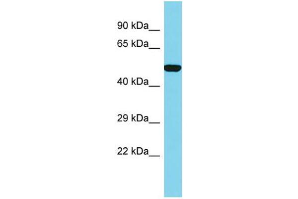 SLC35E1 Antikörper  (C-Term)