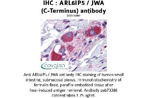 Image no. 1 for anti-ADP-Ribosylation-Like Factor 6 Interacting Protein 5 (Arl6ip5) (C-Term) antibody (ABIN1731951) (ARL6IP5 Antikörper  (C-Term))