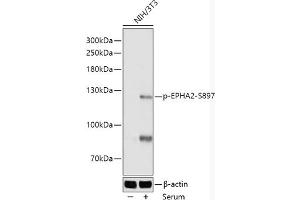 Western blot analysis of extracts of NIH/3T3 cells, using Phospho-EPH-S897 antibody (ABIN7266967) at 1:1000 dilution. (EPH Receptor A2 Antikörper  (pSer897))