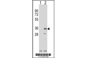 Western blot analysis of RPA2 using rabbit polyclonal RPA2 Antibody using 293 cell lysates (2 ug/lane) either nontransfected (Lane 1) or transiently transfected (Lane 2) with the RPA2 gene. (RPA2 Antikörper  (N-Term))