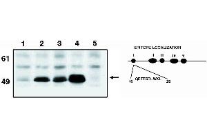 Western blot analysis using Manti-p53 cln. (p53 Antikörper  (AA 16-25))