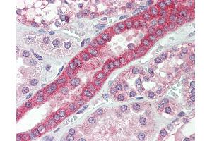 Anti-MYO1H antibody IHC staining of human kidney. (Myosin IH Antikörper  (AA 1002-1014))