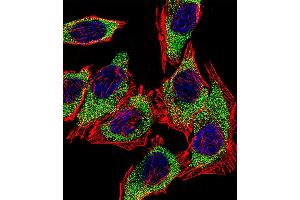 Fluorescent confocal image of A549 cell stained with AGR2 Antibody (N-term) (ABIN390226 and ABIN2840703). (AGR2 Antikörper  (N-Term))