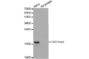 Western blot analysis of extracts of various cell lines, using MonoMethyl-Histone H3-R17 antibody. (Histone 3 Antikörper  (H3R17me))