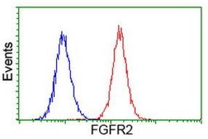 Image no. 3 for anti-Fibroblast Growth Factor Receptor 2 (FGFR2) antibody (ABIN1498252) (FGFR2 Antikörper)