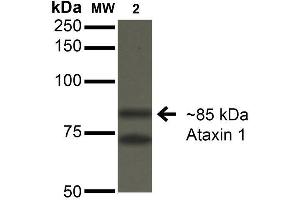 Western Blot analysis of Monkey COS-1 cells transfected with Ataxin- 1 showing detection of ~85 kDa Ataxin 1 protein using Mouse Anti-Ataxin 1 Monoclonal Antibody, Clone S76-8 . (Ataxin 1 Antikörper  (AA 164-197) (PerCP))